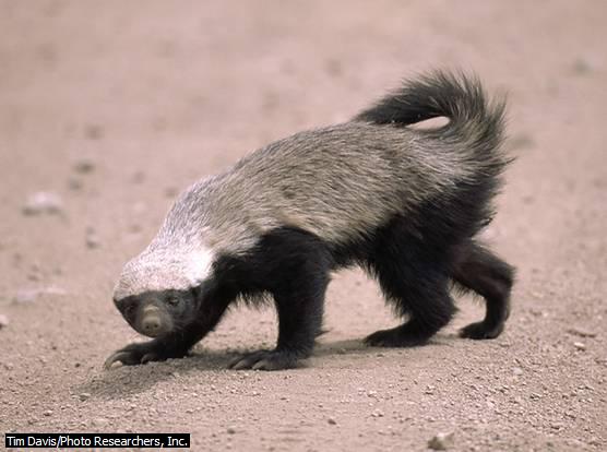 ratel